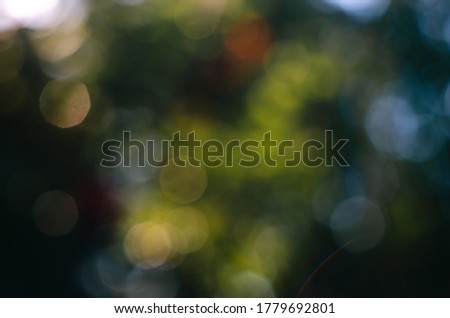 multicolored bokeh made among the branches