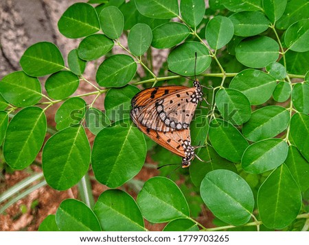 Beautiful butterfly with the green leaves