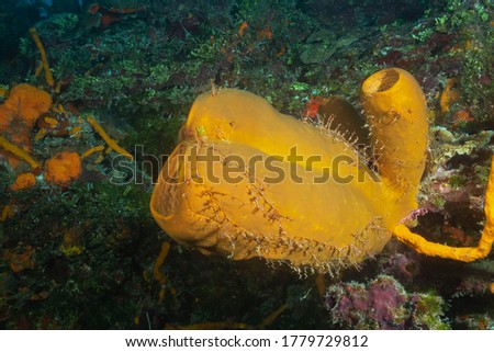 Yellow sponge or yellow tube sponge (Aplysina fistularis) Cozumel, Mexico
