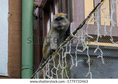 Selective focus picture of disturbance monkey at tourism area at Pahang.