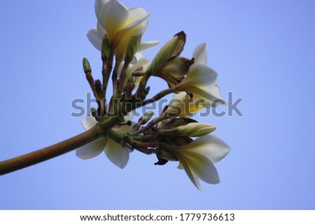 cambodia or semboja are a group of plants in the genus Plumeria, Family Apocynaceae, Upafamili Rauvolfioideae, Tribus Plumerieae, Upatribus Plumeriinae