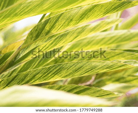 Pictures of green plants in the sun