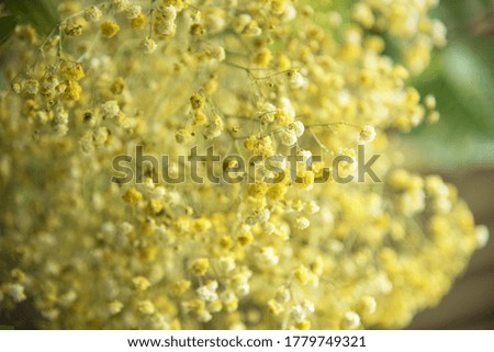 Yellow flower plant background picture