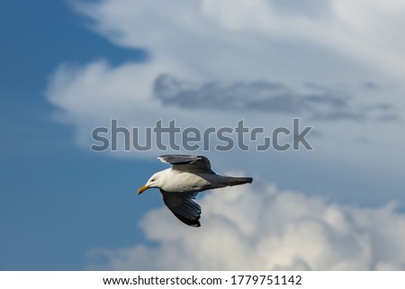 A seagull flying against white and grey heavy fluffy, woolly cumulonimbus and cirro-cumulus clouds in a dull Australian sky in summer indicating that rainy weather is imminent with storms coming.