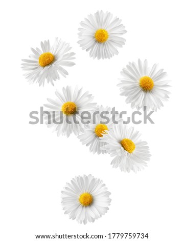 Falling chamomile isolated on white background, clipping path, full depth of field