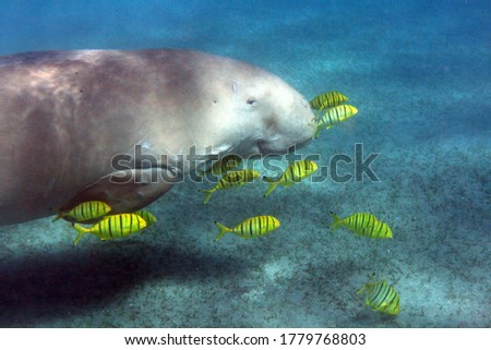 Dugong and pilot fish in the underwater pasture