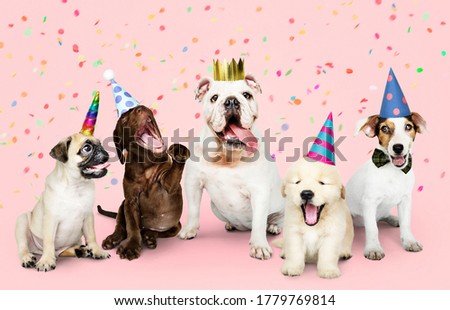 Group of dogs sitting in front
