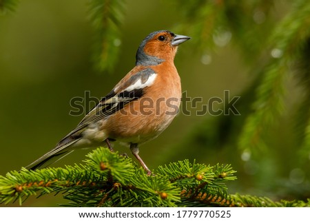 Common chaffinch (Fringilla coelebs) sitting on a pine branch in the forest. Detailed portrait of a beautiful orange songbird with soft green background. Wildlife scene from nature. Czech Republic Royalty-Free Stock Photo #1779770525