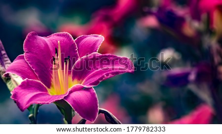 Pink lilium flower on dark background. Full spectrum photography. Full spectrum abstract vision.