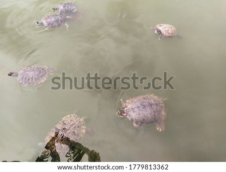 A lot of beautiful, wild turtles swims in the lake, the river in anticipation of feeding, food. Photograph, top view.