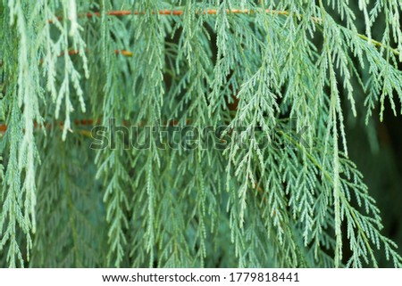 The picture of Cedar pine leaves in the dim atmosphere use for background.