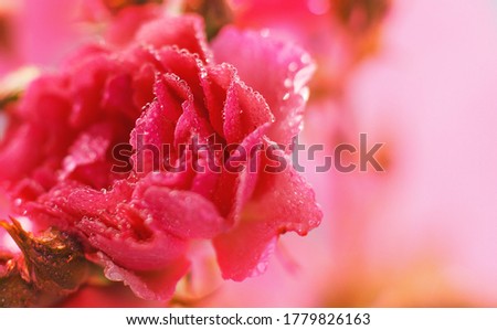 red rose with water drops on pink background