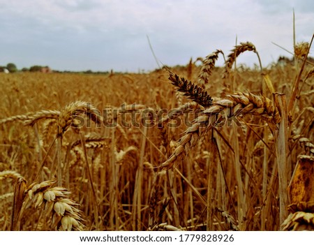A wonderful cornfield in North Rhine-Westphalia, Germany. Royalty-Free Stock Photo #1779828926