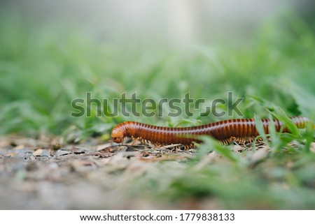 Millipedes walking on the ground The background is green grass