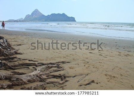 Horizontal picture of roots of a Cypress tree on the beach with the ocean in the background