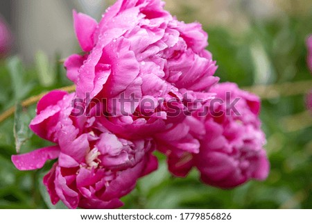 Beautiful pink peonies in the garden. Garden peonies flowers with water drops - Image
