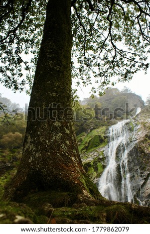 Large tree by a waterfall