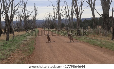 Kangaroos on road at the Winton wetlands park