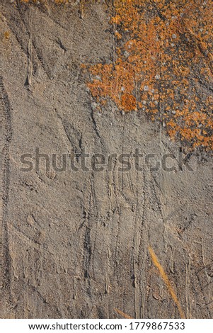 Natural texture. Orange mold over concrete wall.