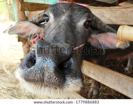 A picture of a Thai buffalo standing in a farm stall.