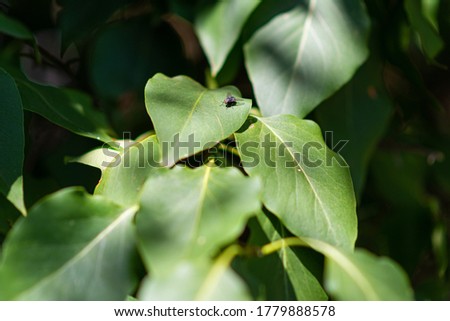 A closeup picture of a fly on a green leaf. Blurry green leaves background Can be used as Illustration background, fresh, concept