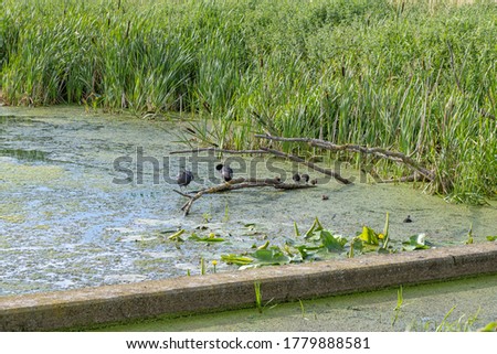 A duck family on a tree branch in a lake. Reflections in the water. Green bushes in the background. Picture from Scania in southern Sweden