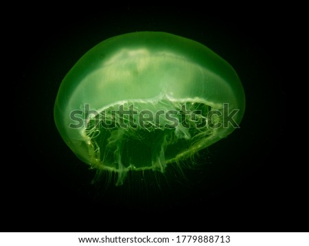 An amazing Jellyfish appears in green isolated in black water. Picture from Oresund, Malmo in southern Sweden. Cold green water.