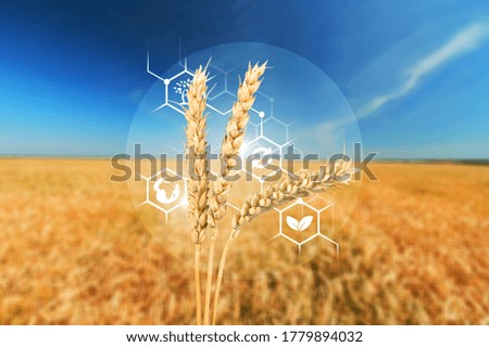 Modern and smart agriculture applications, the field of a wheat