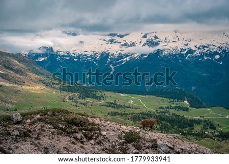 Steinbocks on the Mount Montasio in the Julian alps, in a summer day