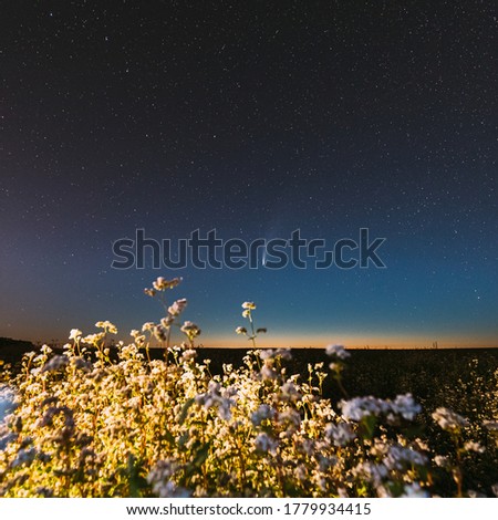 Europe. 18 July 2020. Comet Neowise C/2020 F3 In Night Starry Sky Above Flowering Buckwheat Agricultural Field. Night Stars In July Month.