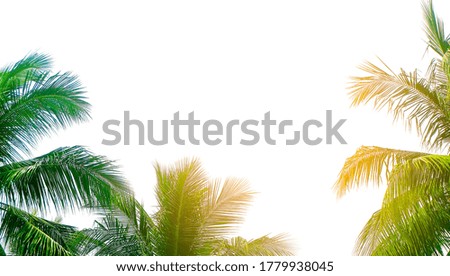 Palm trees on the sky white background in vintage style. On the tropical coast