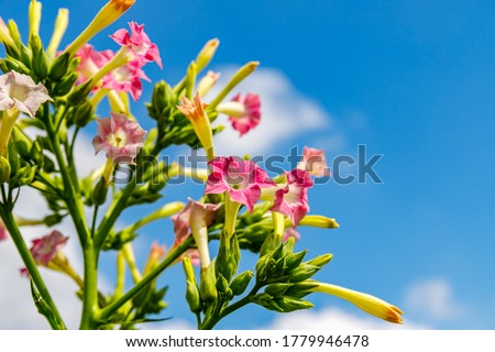 Tobacco plants with pink flowers in field. Cultivated tobacco ( Nicotiana tabacum ) plants. Virginia Tobacco leaves, closeup. Tobacco pink flowers, Nicotiana tabacum close up. Royalty-Free Stock Photo #1779946478