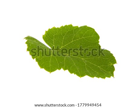                                grape leaf isolated on white background
