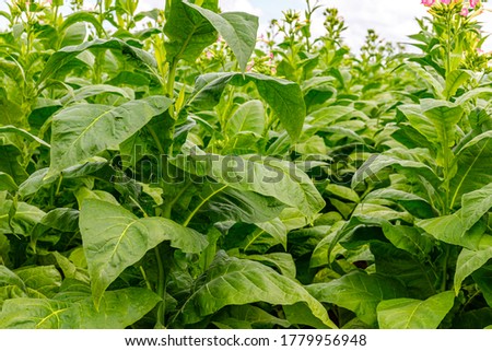 Tobacco plants with pink flowers in big Tobacco field. Cultivated tobacco
(Nicotiana tabacum) plants. Virginia Tobacco leaves, closeup Royalty-Free Stock Photo #1779956948