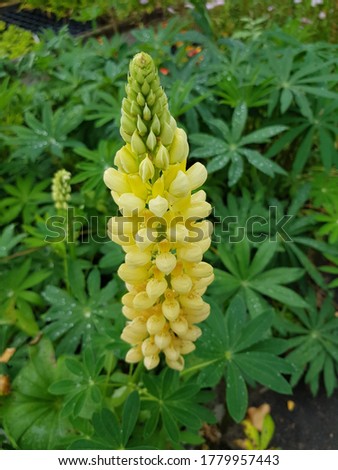 
Lupinus, commonly known as lupin or lupine (North America), is a genus of flowering plants in the legume family, Fabaceae.