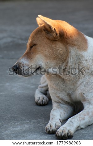 A beautiful close up photography of street dog sitting on the ground.