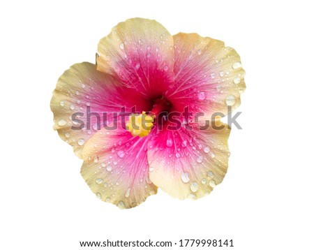 pink and yellow hibiscus flower isolated on white background