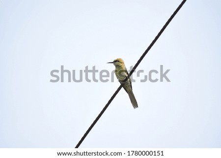 Single bird sitting on electricity wire cable picture.
