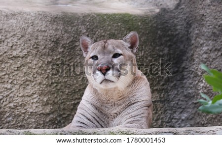 Big cat puma with beige fur and beautiful eyes