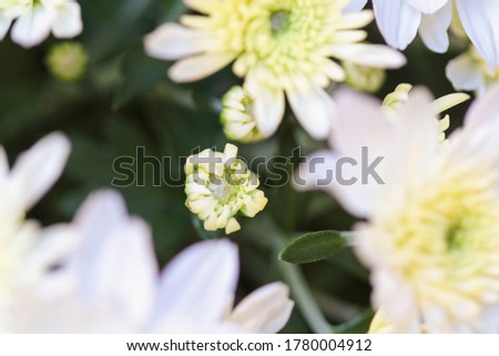 Close up of white Chrysanthemum bud and flowers with yellow centers. Selective focus with blurred foreground and background.