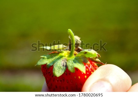 Tiny Little bug that looks like a leaf on a strawberry 