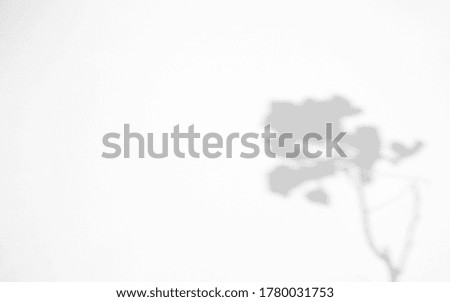 Realistic and organic leaves natural shadow overlay effect on white texture background, for overlay on product presentation, backdrop and mockup