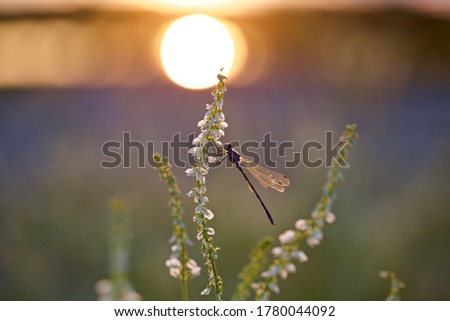 An amazing damselfly on a flowering plant with the setting sun in the background. A spreadwing damselfly in the evening sunlight.