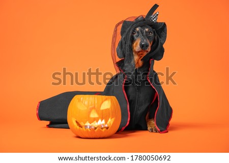 Funny dachshund in witch pointed hat with veil and black magic mantle sits on orange background with pumpkin jack lantern, copy space. Preparing to celebrate halloween. 