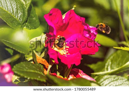 Background with a large red flower among green foliage and bumblebees collecting pollen
