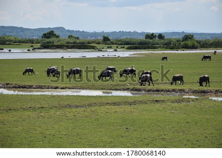Wetlands of the largest freshwater lake in southern Thailand Which are pastures such as buffalo that live in large flocks