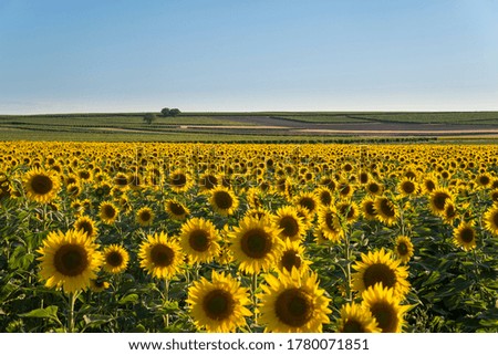 Sunflower field in Southern France. Summer plantation.
