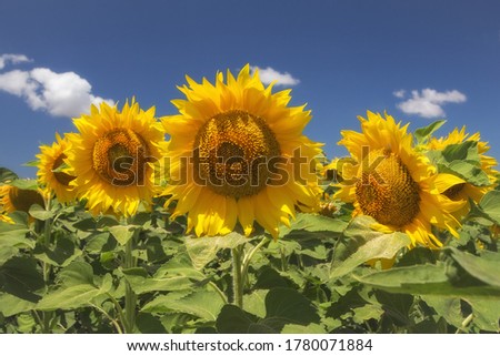 Field of blooming sunflowers in the sunlight. Soft and selective focus. Summer landscape with yellow sunflowers and blue sky with white clouds. Image with a copy of the space.