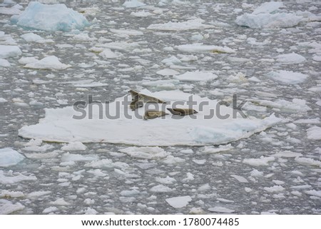Weddell seals resting on an ice floe, off the Antarctic Peninsula