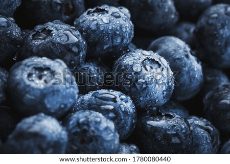 Juicy and ripe Blueberries close - up in full screen with dew drops.